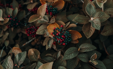 Səhmdarların ümumi yığıncağının çağırılması haqqında - 12 Yanvar 2024